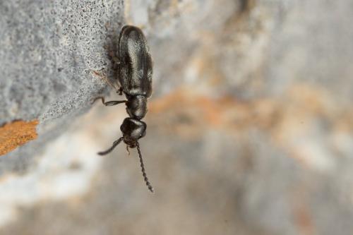 Microhoria sp.